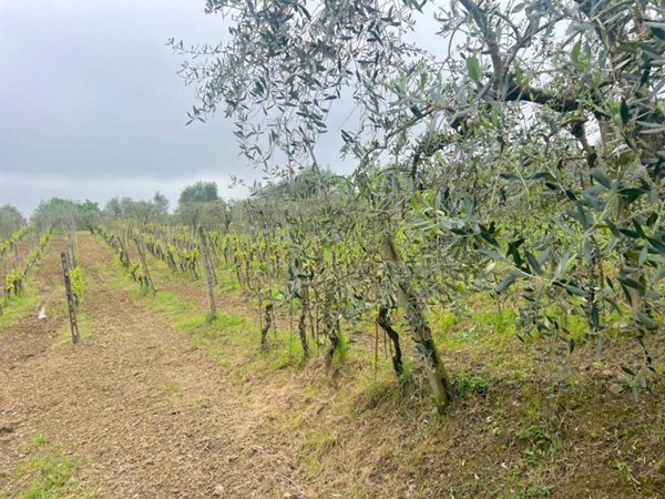 terreno agricolo in vendita a Lastra a Signa in zona La Lisca