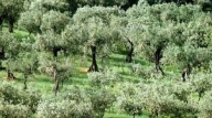 casa indipendente in vendita a Lastra a Signa in zona Malmantile