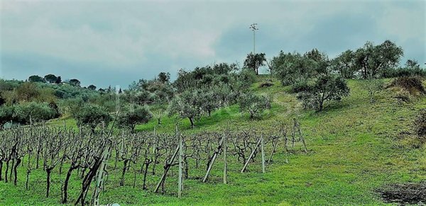 terreno agricolo in vendita a Lastra a Signa in zona Malmantile