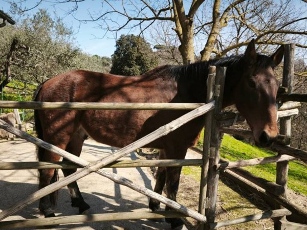 terreno agricolo in vendita a Lastra a Signa in zona Malmantile