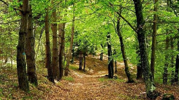 terreno agricolo in vendita a Marradi in zona Campigno