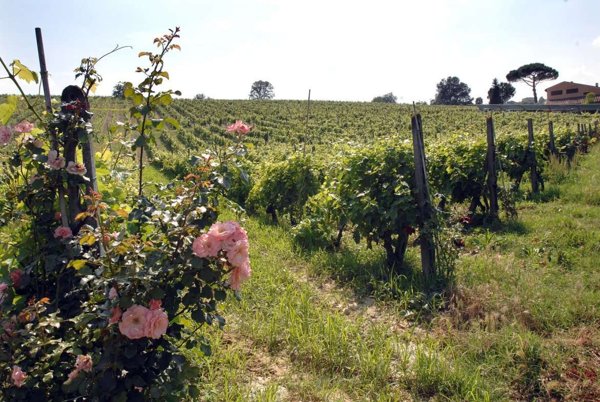 appartamento in vendita a Montaione in zona Collegalli