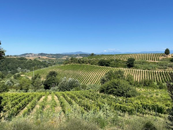 azienda agricola in vendita a Montaione
