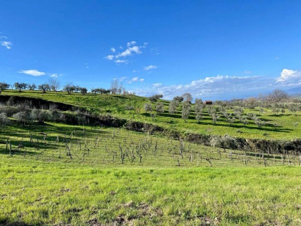 terreno agricolo in vendita a Montaione