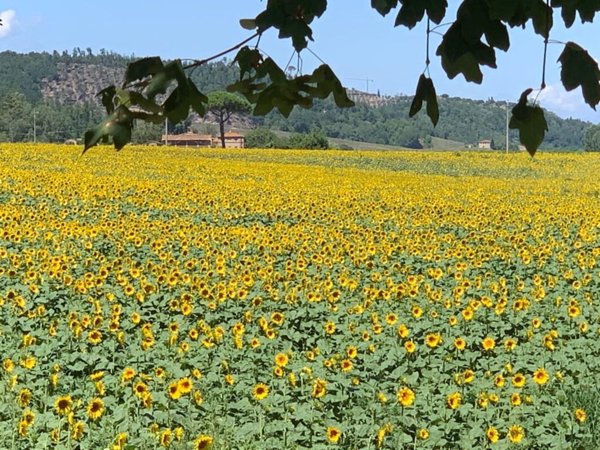 terreno agricolo in vendita a Montaione