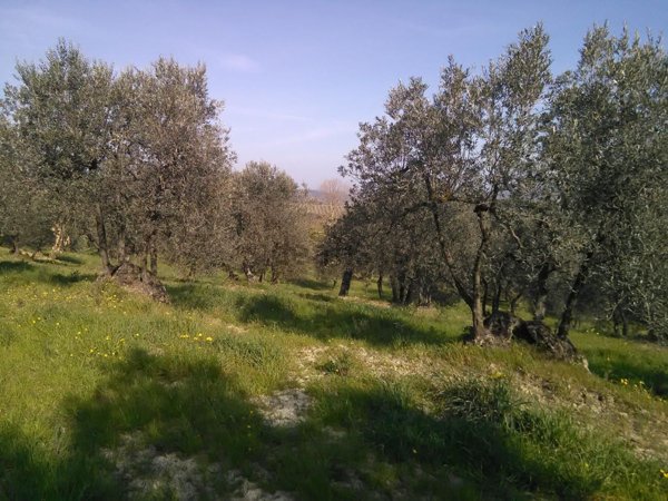 casa indipendente in vendita a Montaione