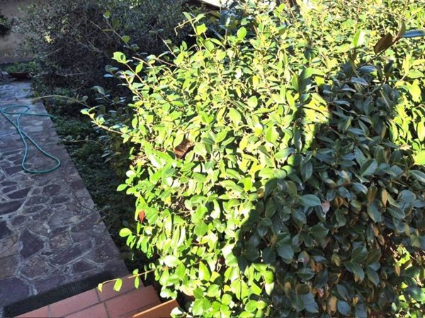 appartamento in vendita a Montelupo Fiorentino