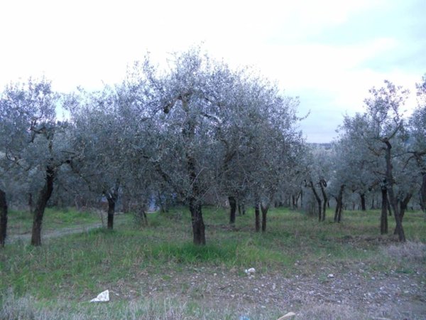 terreno agricolo in vendita a Montespertoli in zona Ortimino