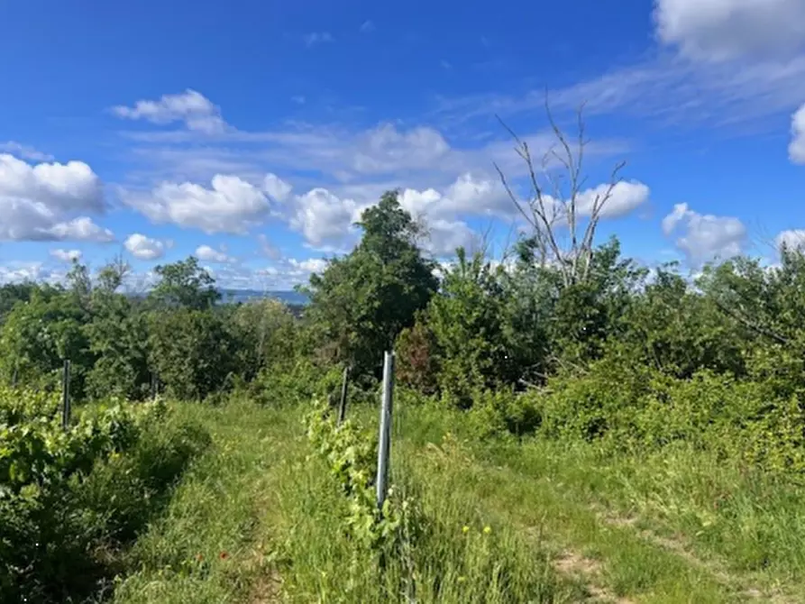 terreno agricolo in vendita a Montespertoli