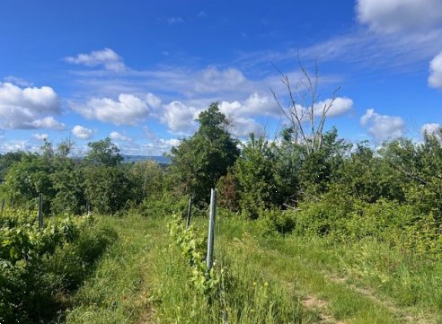 terreno agricolo in vendita a Montespertoli