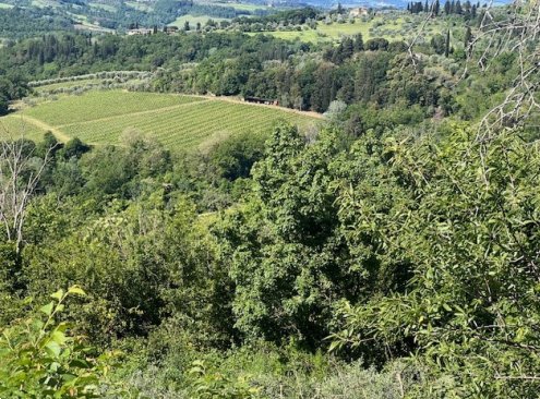 terreno agricolo in vendita a Montespertoli