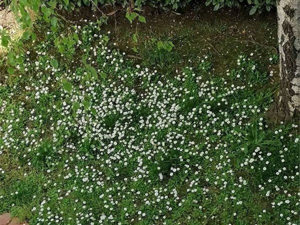 casa indipendente in vendita a Montespertoli in zona Poppiano