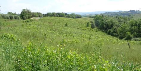 terreno agricolo in vendita a Montespertoli