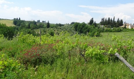 terreno agricolo in vendita a Montespertoli