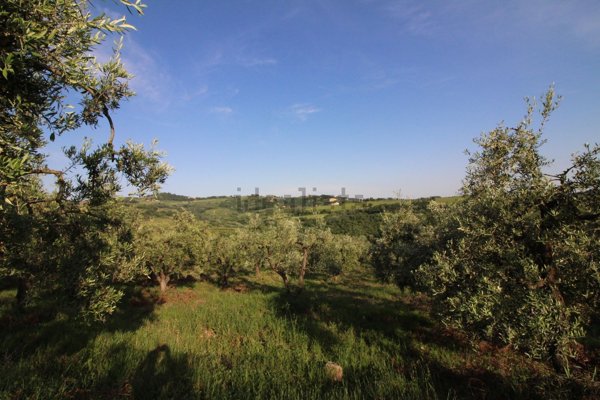 terreno agricolo in vendita a Montespertoli