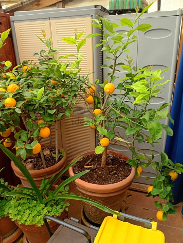 appartamento in vendita a Montespertoli