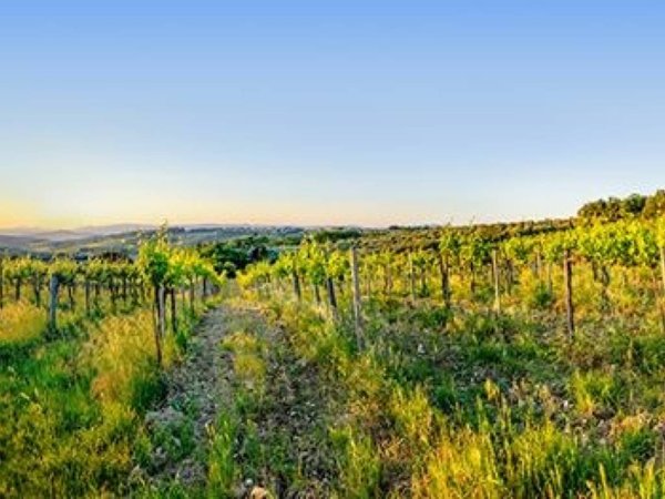 terreno agricolo in vendita a Montespertoli