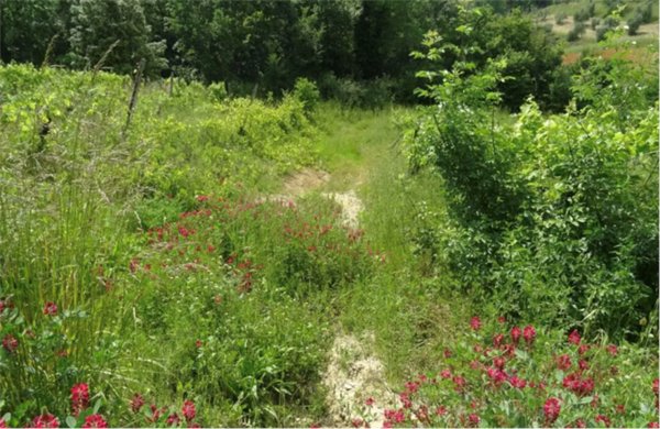 terreno agricolo in vendita a Montespertoli in zona Ortimino