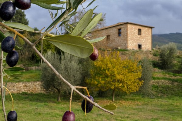 casa indipendente in vendita a Pelago in zona Fontisterni