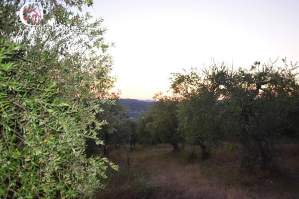 terreno agricolo in vendita a Pelago