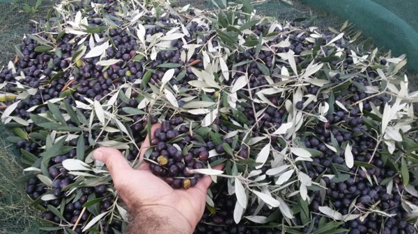 terreno agricolo in vendita a Pontassieve