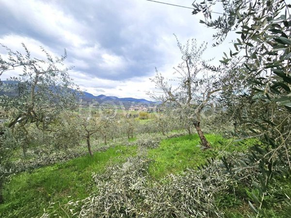terreno agricolo in vendita a Reggello