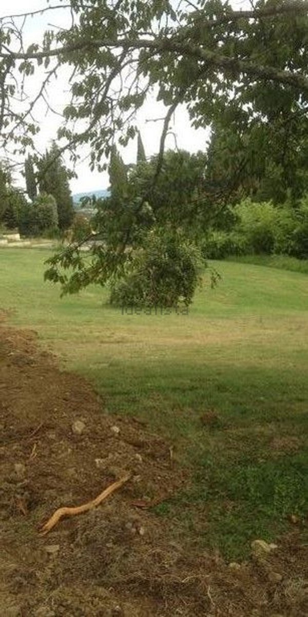 terreno agricolo in vendita a Reggello