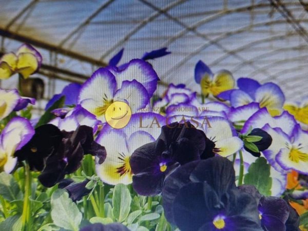 negozio in vendita a Reggello in zona Ciliegi