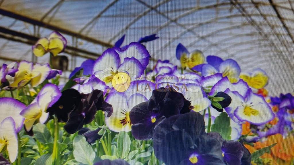 negozio in vendita a Reggello in zona Ciliegi