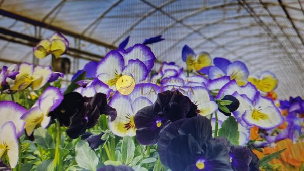 negozio in vendita a Reggello