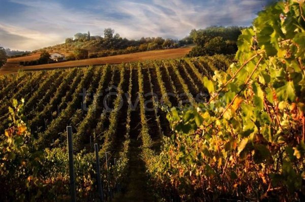 terreno agricolo in vendita a Rufina