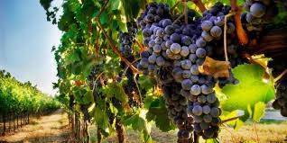 appartamento in vendita a Rufina