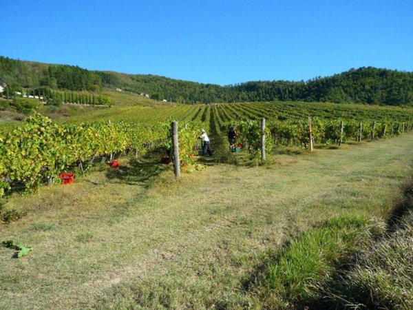 azienda agricola in vendita a Rufina