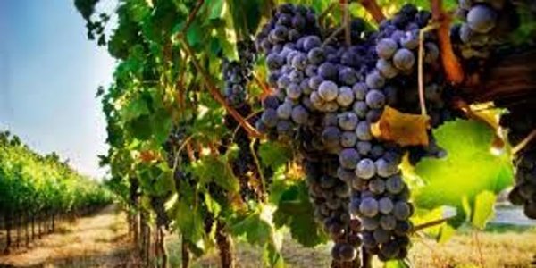 terreno in vendita a Rufina in zona Contea