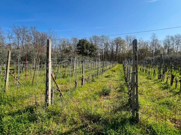 terreno agricolo a San Casciano in Val di Pesa in zona Mercatale in Val di Pesa