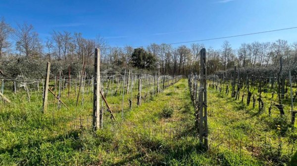 terreno agricolo a San Casciano in Val di Pesa in zona Mercatale in Val di Pesa