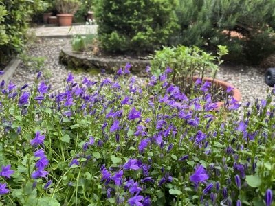 appartamento in vendita a San Casciano in Val di Pesa in zona Spedaletto