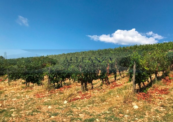terreno agricolo in vendita a San Casciano in Val di Pesa