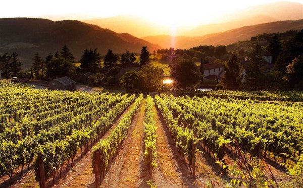terreno agricolo a San Casciano in Val di Pesa in zona Mercatale in Val di Pesa