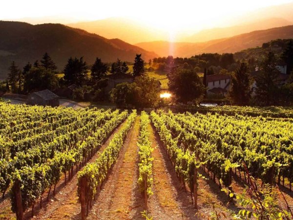 terreno agricolo a San Casciano in Val di Pesa in zona Mercatale in Val di Pesa