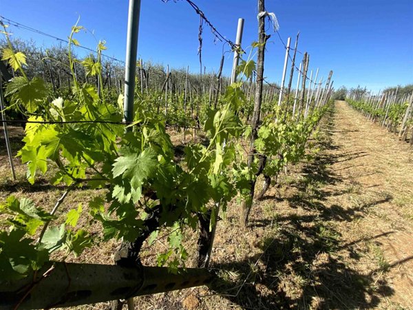 terreno agricolo a San Casciano in Val di Pesa in zona Mercatale in Val di Pesa