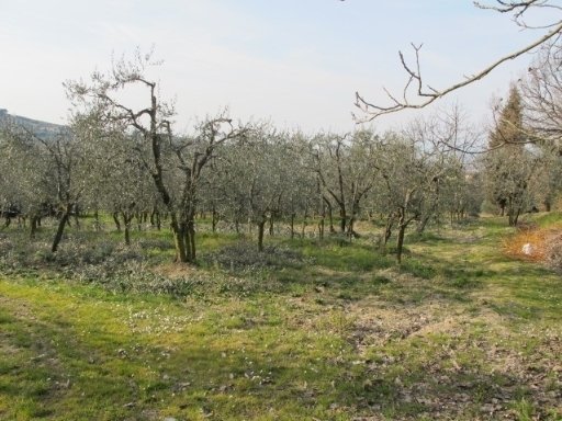 terreno agricolo in vendita a Scandicci in zona San Martino alla Palma