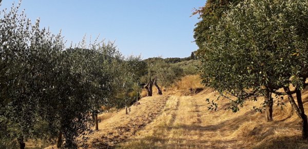 terreno agricolo in vendita a Scandicci in zona San Michele a Torri