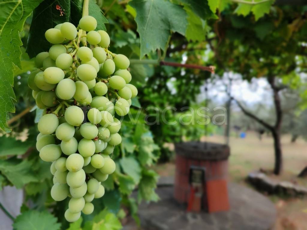terreno agricolo in vendita a Scandicci in zona Rinaldi