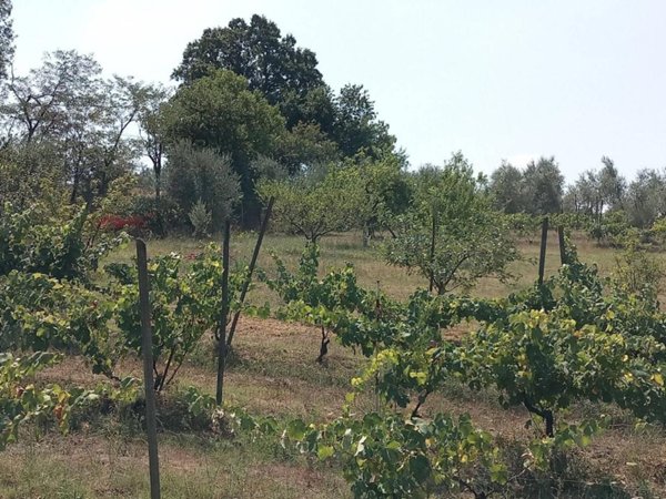terreno agricolo in vendita a Scandicci in zona Vigliano