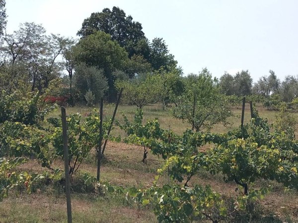 terreno agricolo in vendita a Scandicci in zona Vigliano
