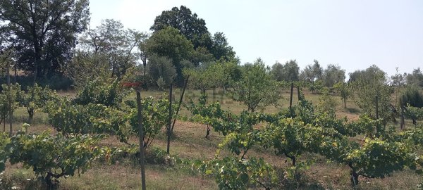 terreno agricolo in vendita a Scandicci in zona Vigliano