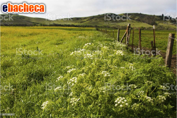 terreno agricolo in vendita a Scandicci in zona San Vincenzo a Torri
