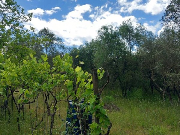 terreno agricolo in vendita a Scandicci in zona Mosciano
