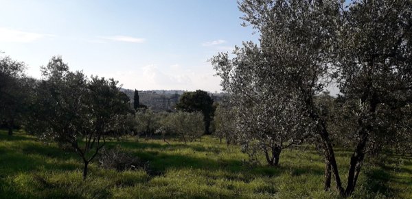 terreno agricolo in vendita a Scandicci